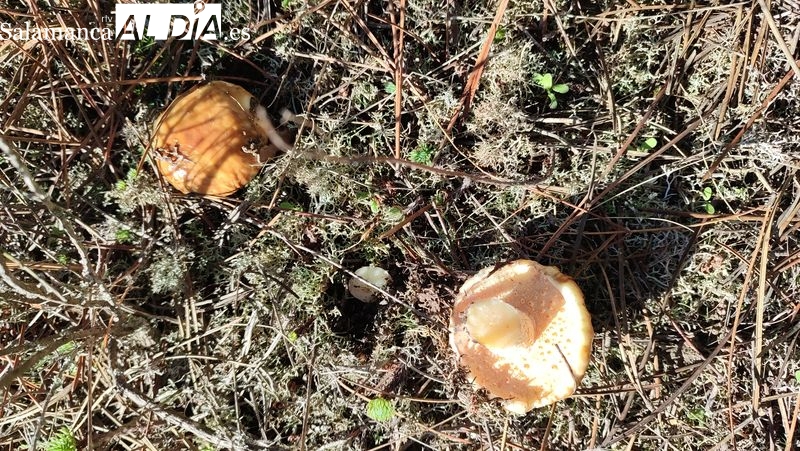 Adezos organiza una jornada micológica en Vitigudino el sábado 12 de noviembre