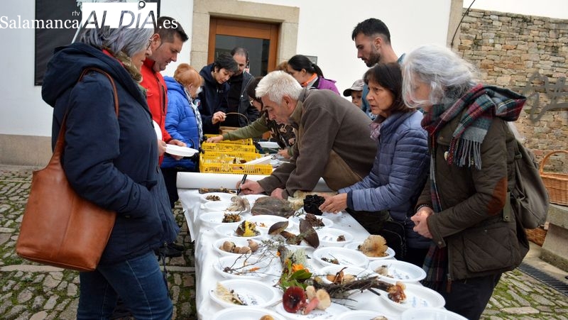 Recolección record de setas en las Jornadas Micológicas y Gastronómicas de Lumbrales