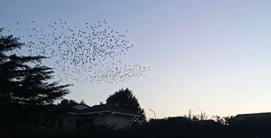 La Avenida Velazquez y su entorno vuelve a vivir la invasión de los estorninos