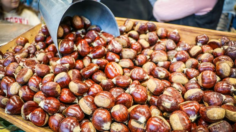La Feria de la Castaña y Paladares de Otoño de Trancoso inicia la temporada de magostos 
