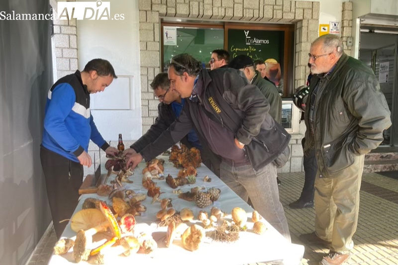 Una treintena de personas participa en un consolidado y sorprendente III Encuentro Micològico Cuidad de Peñaranda 