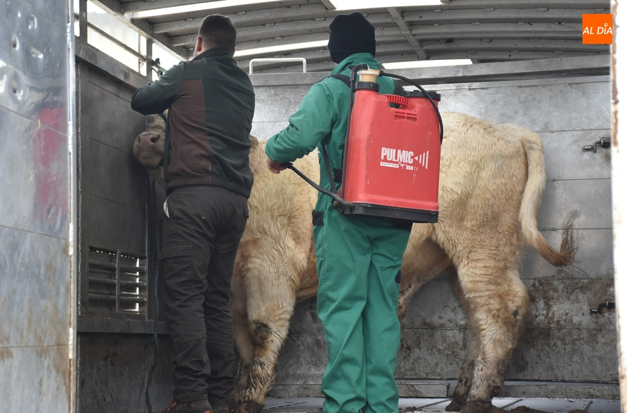 El protocolo contra la lengua azul marca la llegada del ganado al recinto ferial