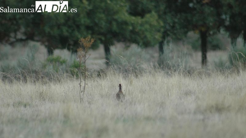 La sequía deja bajo mínimos las poblaciones de caza menor 