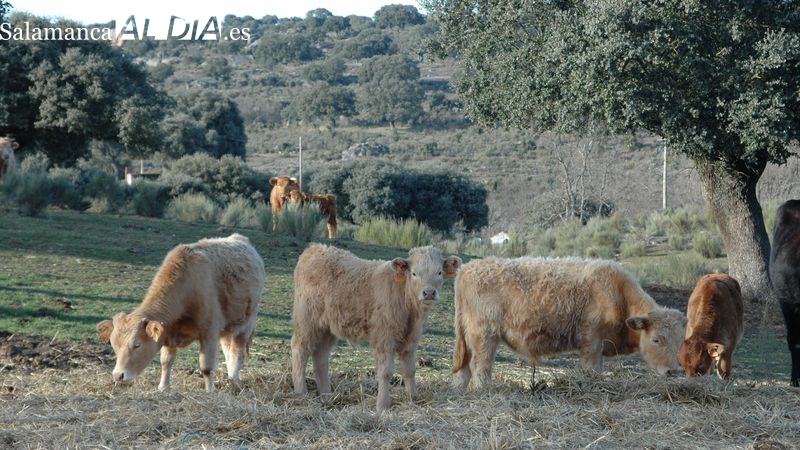 El vacuno de sacrificio mantiene los precios alza y se suman lechazos y corderos