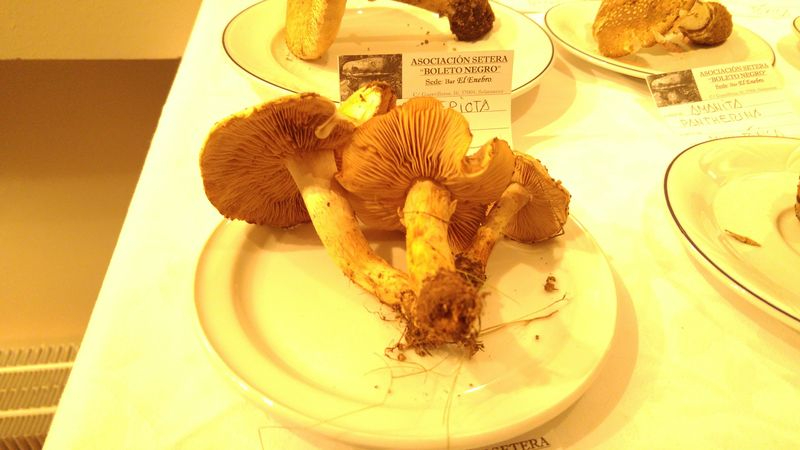 Nueva edición de las Jornadas Micológicas en la Escuela de Hostelería de Santa Marta