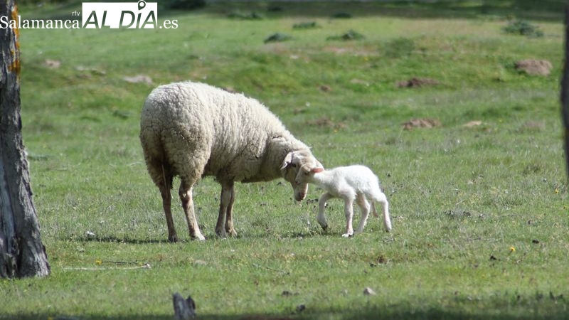 El tostón toma el relevo al lechazo y el cereal sufre una fuerte caída de precios