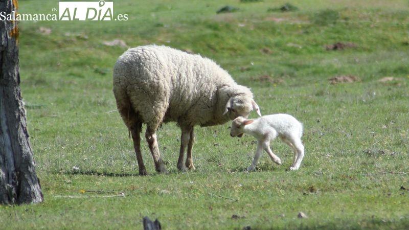 Nuevas subidas para lechazos y corderos con la carne de vacuno, mientras el cereal resiste