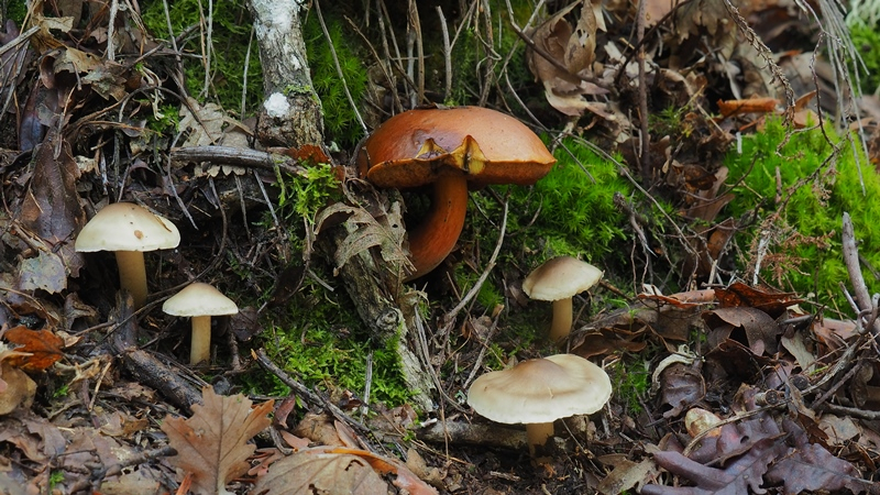 Magia recóndita en el bosque