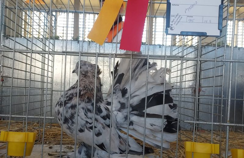 Los premios que ha cosechado el ledesmino Julián Salinas en el Campeonato Nacional de Avicultura 