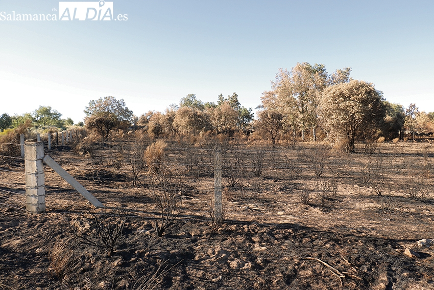 La Junta destina 63.300 euros a ayudas para 53 ganaderos salmantinos afectados por los incendios del pasado verano