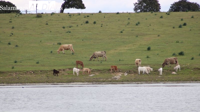 La Consejería de Agricultura excluye los pastos comunales de una importante ayuda a la ganadería extensiva