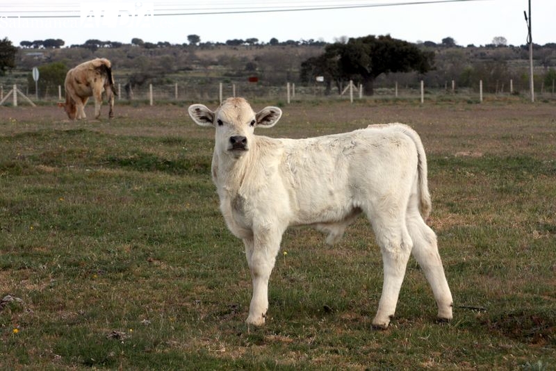 Nueva bajada importante de los precios del cereal y subida del vacuno para sacrificio