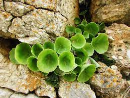  Curiosidad…. Desconocida y tan cerca 