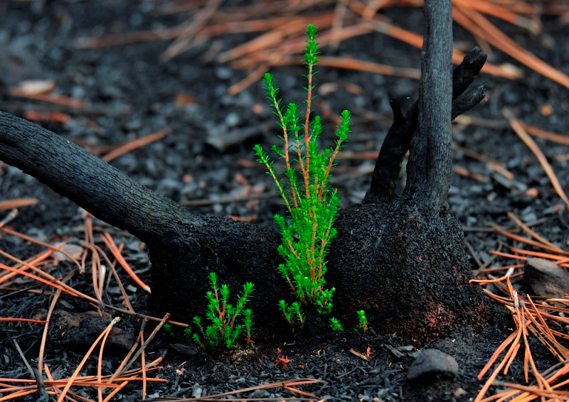 Una esperanza erguida