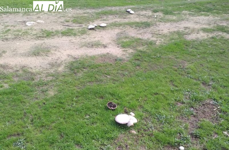 Magnífica temporada de setas