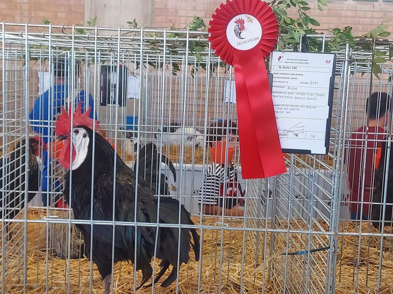 Tres socios de Avicoalba se proclaman campeones de España en Jerez