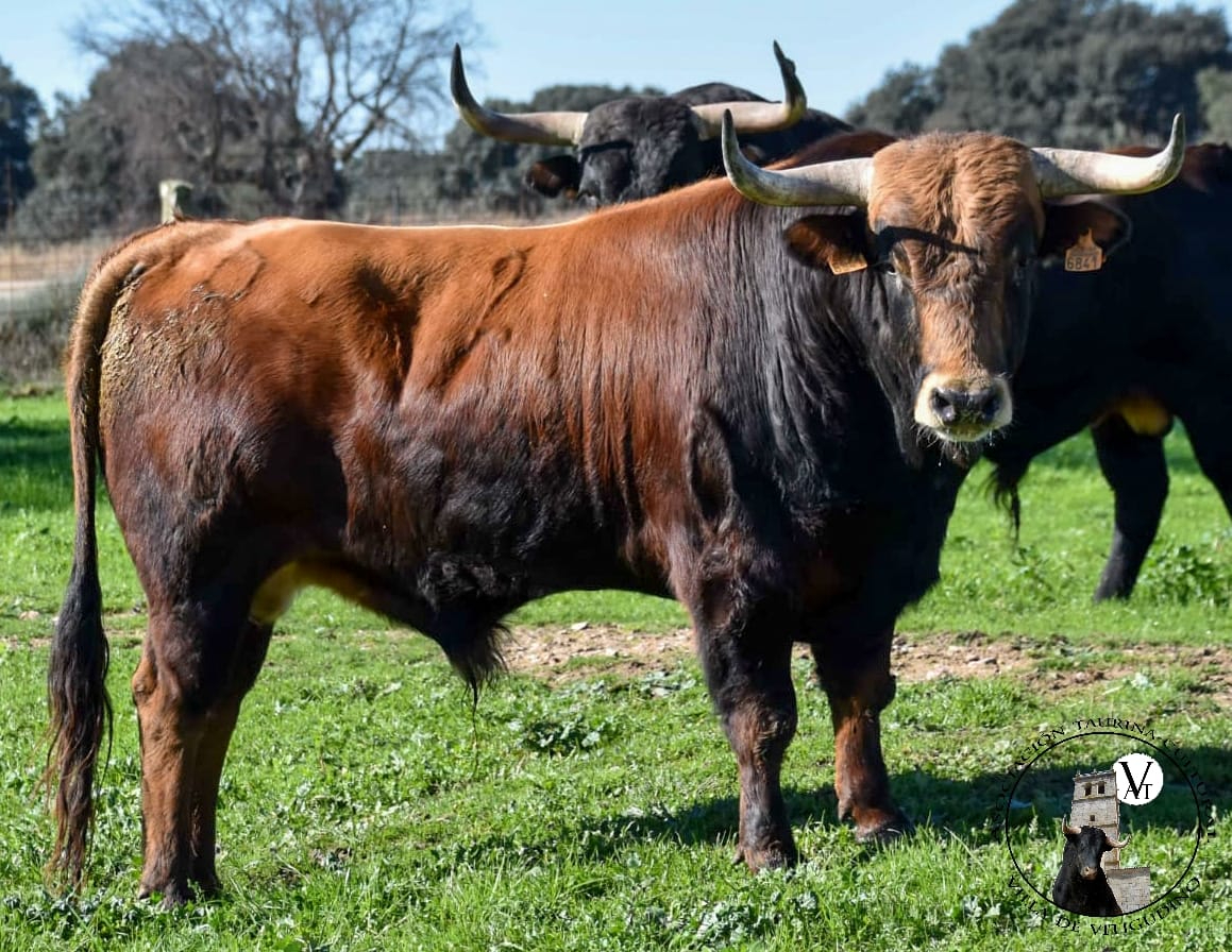 Mirador, II Toro de San Nicolás en Vitigudino