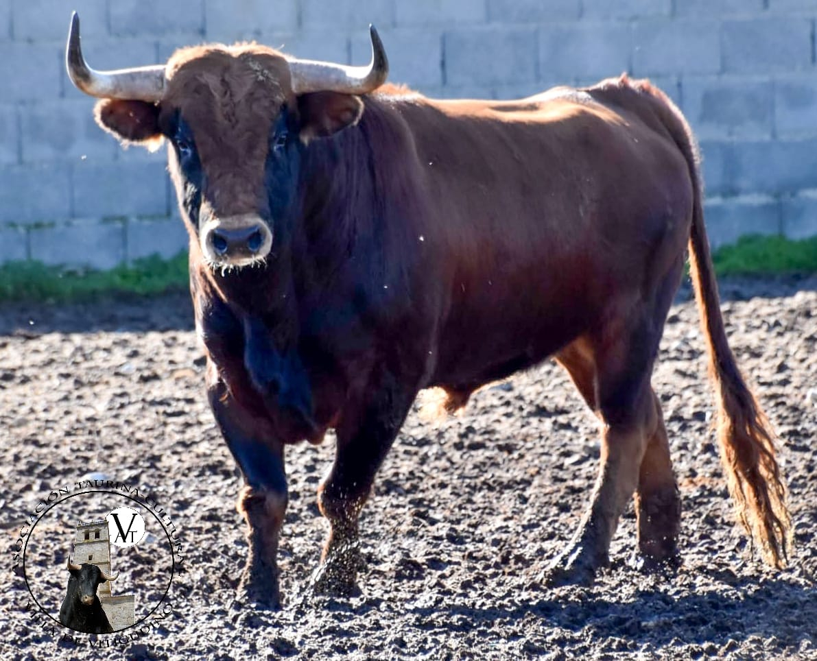 Mirador tendrá dos compañeros el 6 de diciembre en las calles de Vitigudino
