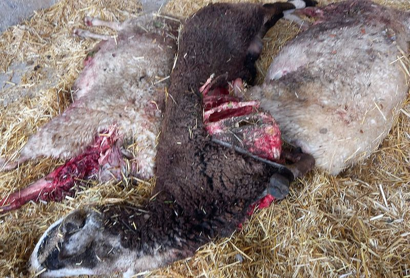 El lobo reaparece en Monleras para cobrarse tres ovejas y un cordero en un nuevo ataque 