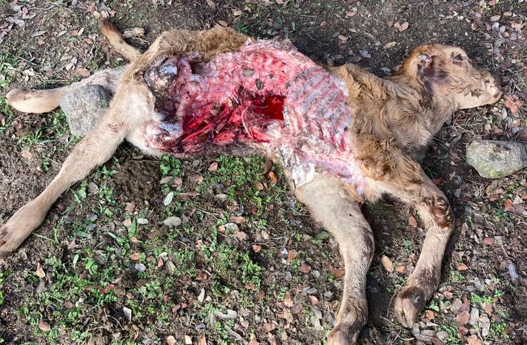 El lobo mata ahora un ternero en una finca de Sardón de los Frailes
