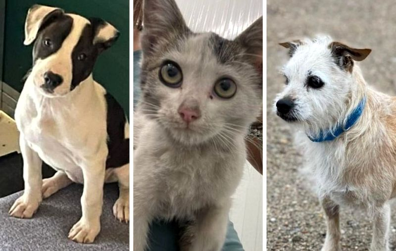 Más de 15 animales abandonados buscan familia en Salamanca