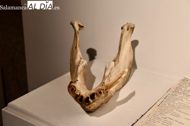 Las facetas más animales del ser humano llegan con esta exposición de Mario Valle Bueno