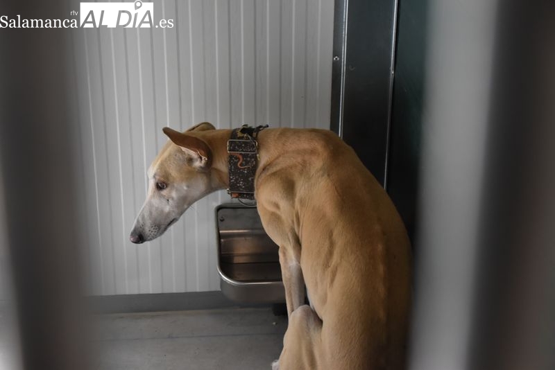 Salamanca estrena su Centro de Protección Animal