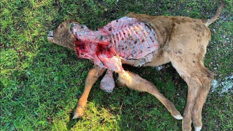 Nuevo ataque del lobo en Salamanca, que deja un ternero muerto en Santiz