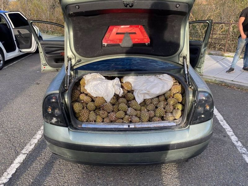 Pillados con el coche cargado con 600 kilos de piñas