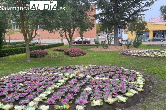 El Ayuntamiento lleva a cabo la plantación de 6000 plantas de temporada