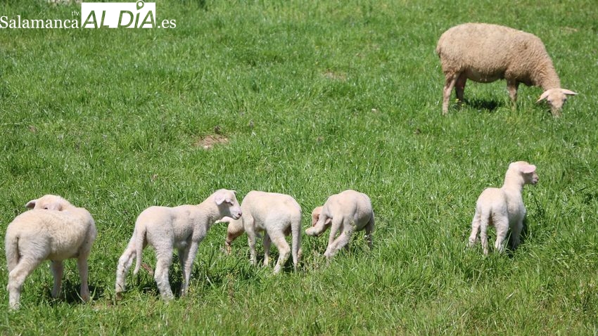El cereal se desploma y el vacuno continúa en escalada con los lechazos 