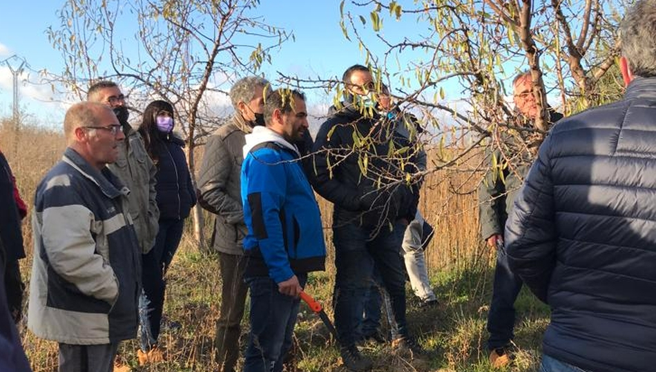 Mieza y Lumbrales acogerán sendos talleres prácticos de poda e injerto de frutales