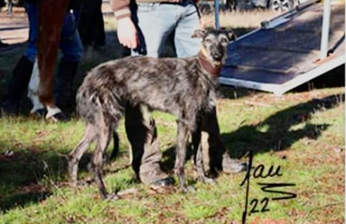 La galga Chica Lafervet se corona como campeona de Castilla y León