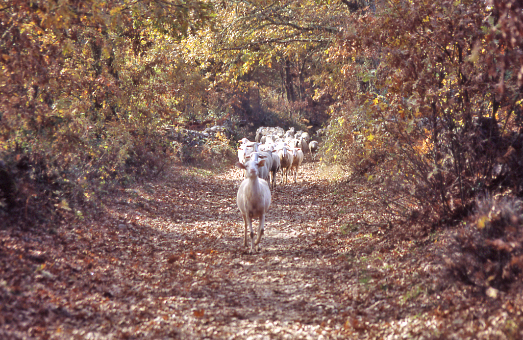 Productos pastoriles 