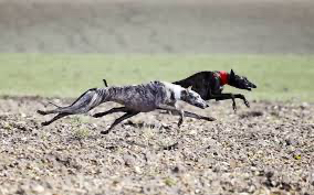 Una galga peñarandina participa en la final del Campeonato de Castilla y León