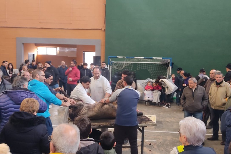 Gran respuesta vecinal en una animada Matanza Típica en Cantalapiedra