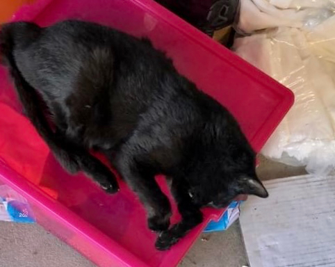 Alerta en Peñaranda por la muerte de al menos 5 gatos envenenados y otros tantos desaparecidos