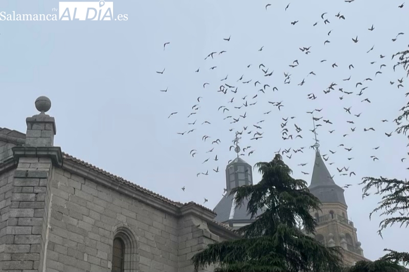 Control exhaustivo de las palomas en Peñaranda mientras se detecta su mayor presencia en varios puntos de la ciudad 