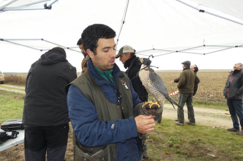 Cetreros de primer nivel se reúnen en Zorita para vivir su Trofeo de Altanería 