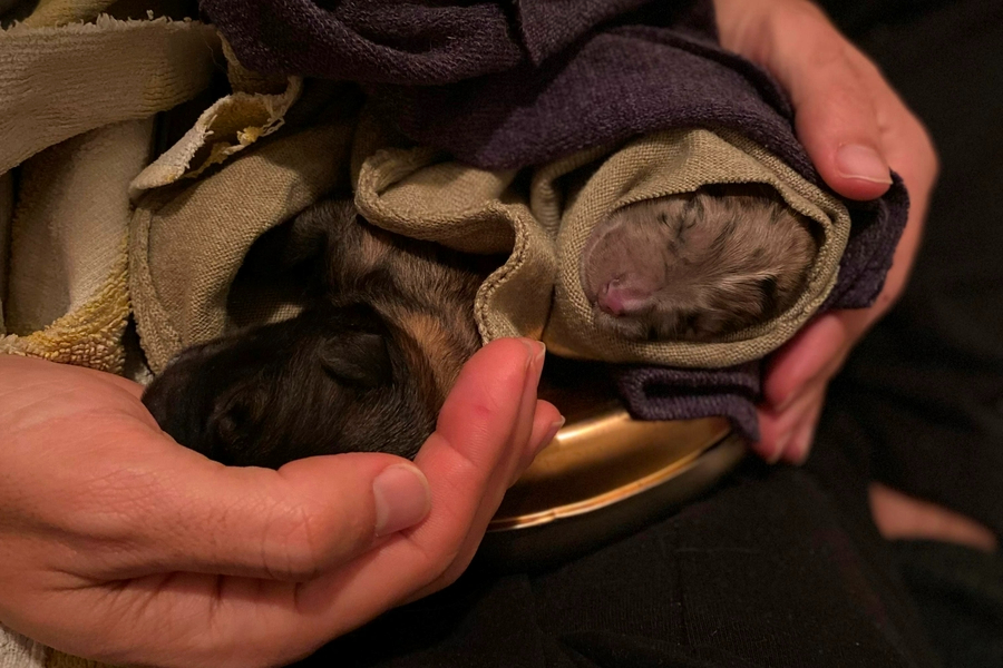 Hallados en un contenedor de Serradilla del Llano tres cachorros recién nacidos