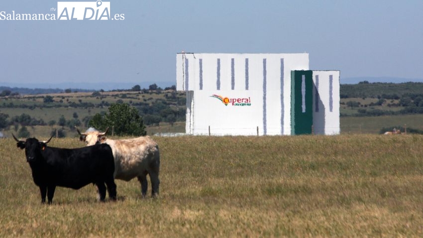 Cuperal apuesta por la ceba en integración como futuro de la ganadería
