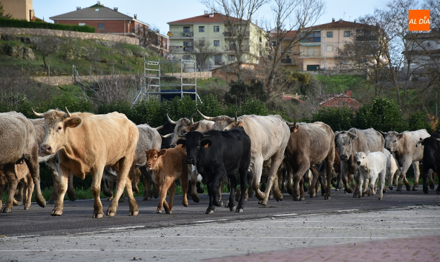 Más de 200 vacas y terneros cruzan Ciudad Rodrigo rumbo a Extremadura