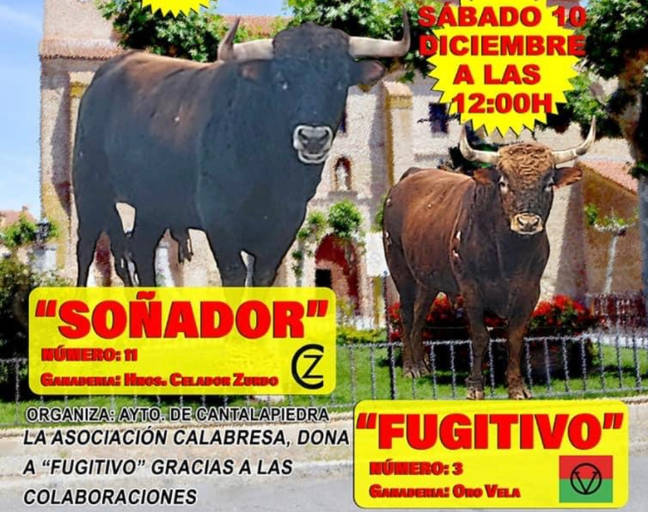 Cantalapiedra organiza un llamativo Toro de Cajón navideño gracias al apoyo de la Asociación Cultural Taurina Calabresa