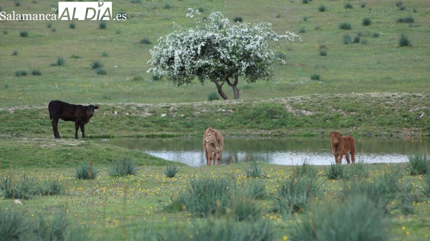 El cereal cae en picado mientras los precios del vacuno y el ovino se disparan con los tostones