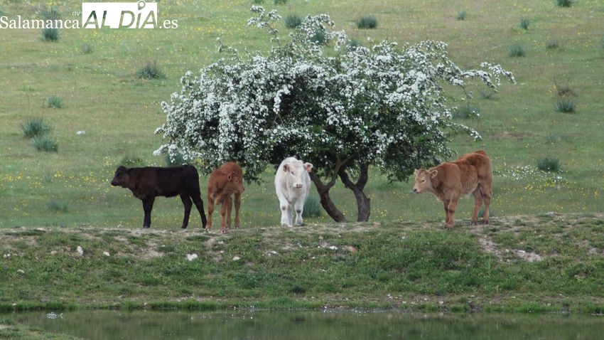 Nueva fuerte bajada del precio del cereal ante la salida de barcos con grano de Ucrania