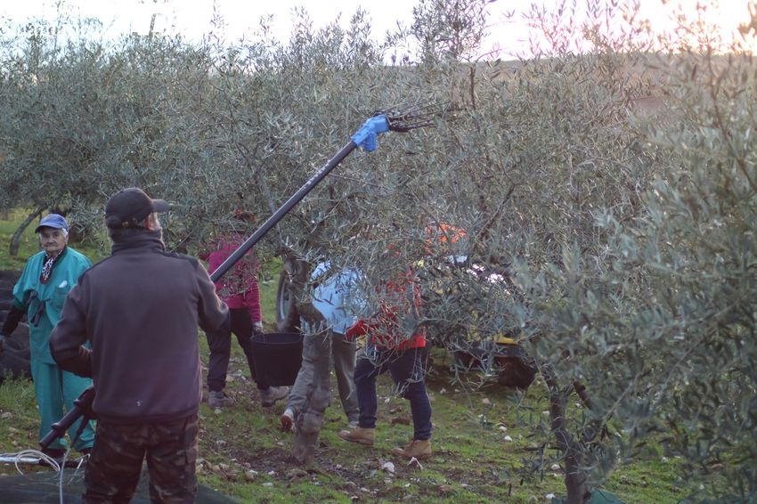 La sequía deja la cosecha de aceituna en las Arribes y la Sierra por debajo de las 1.000 toneladas
