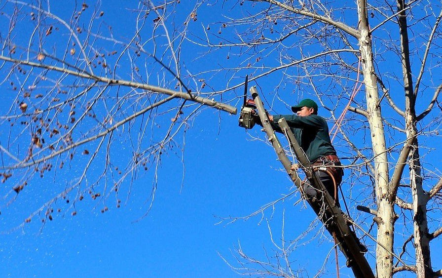Villar de Ciervo acogerá un taller gratuito de poda de vid, olivo y almendro