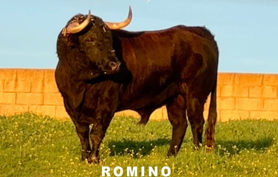‘Romino’ será el Toro del Antruejo del Carnaval 2023