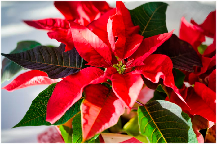 Pur Plant: tu tienda ideal para regalar plantas en estas Navidades