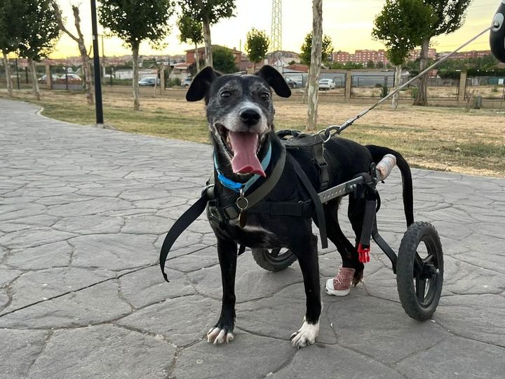 Estamos intentando sobrevivir, la angustia de la Protectora Siempre Fiel